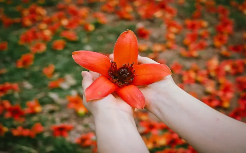 أزهار الكابوك الحمراء تضفي لمسة جمالية استثنائية على ريف هونغ ين الصيني